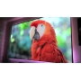 115-Inch 16:9 Front Projection Edge Free Screen